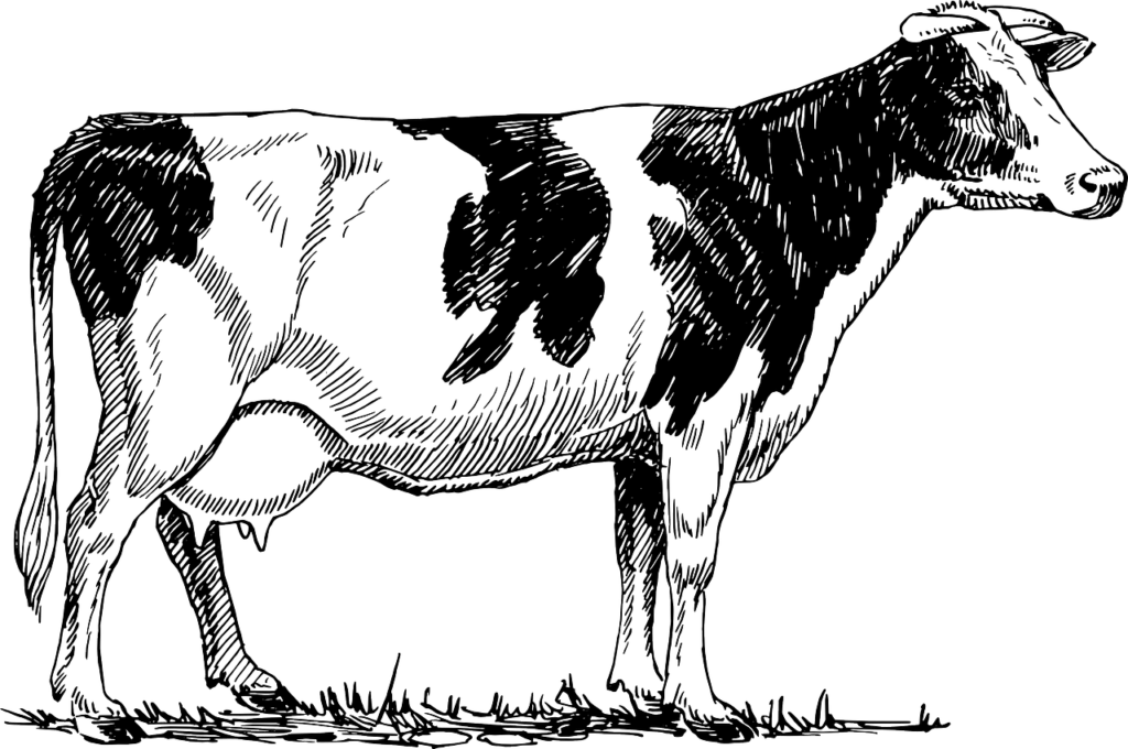 cattle, cow, animal-153038.jpg