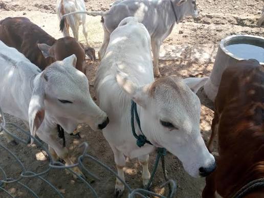 Our farm community