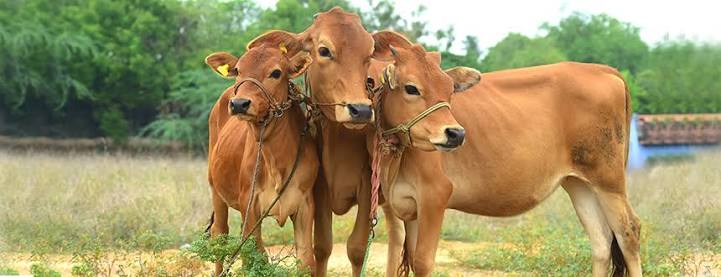 Breed and Animal Selection