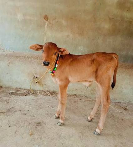 Healthy Calves