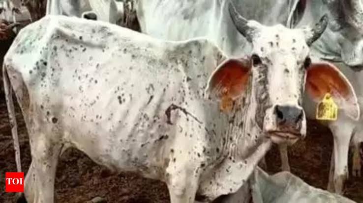 Common Diseases in Cattle and How to Prevent Them