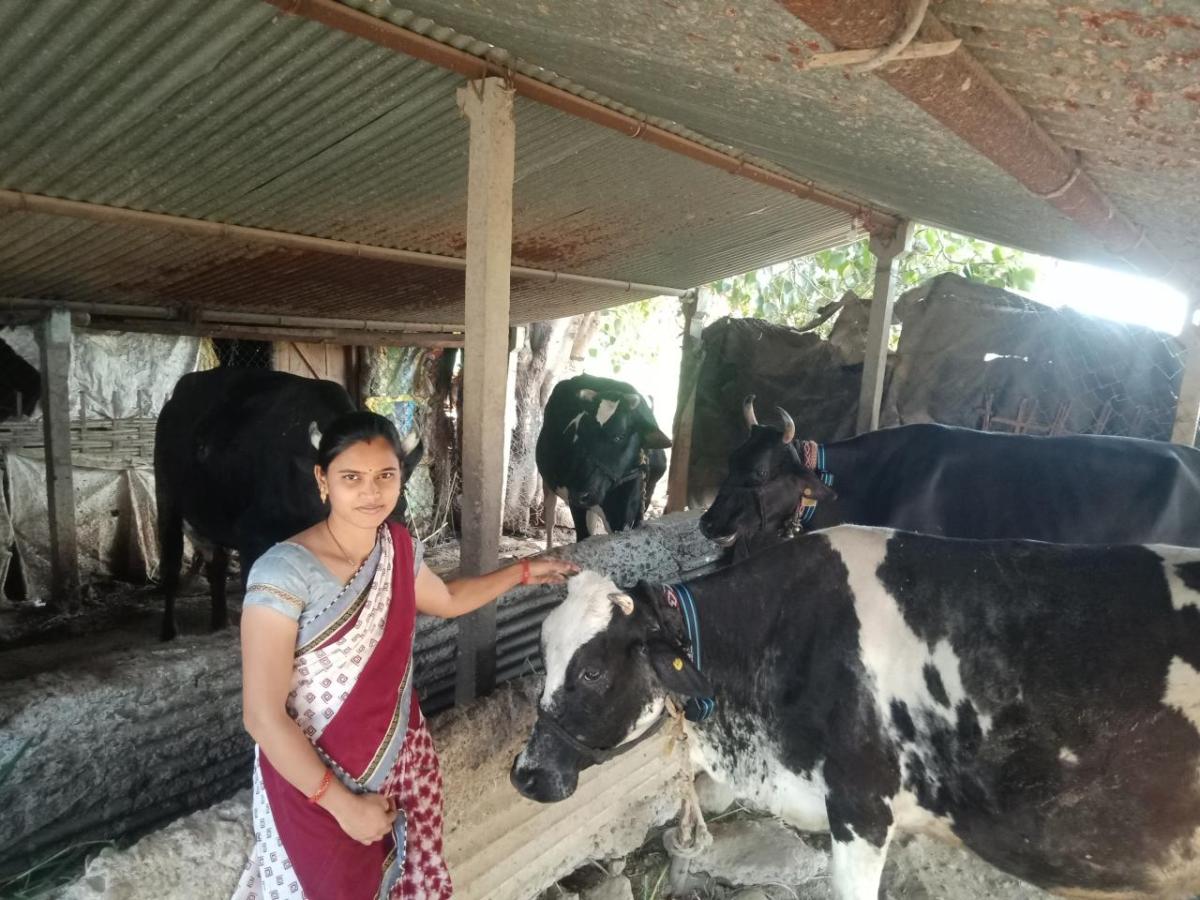 Modern dairy facilities