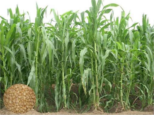 Fodder Planning