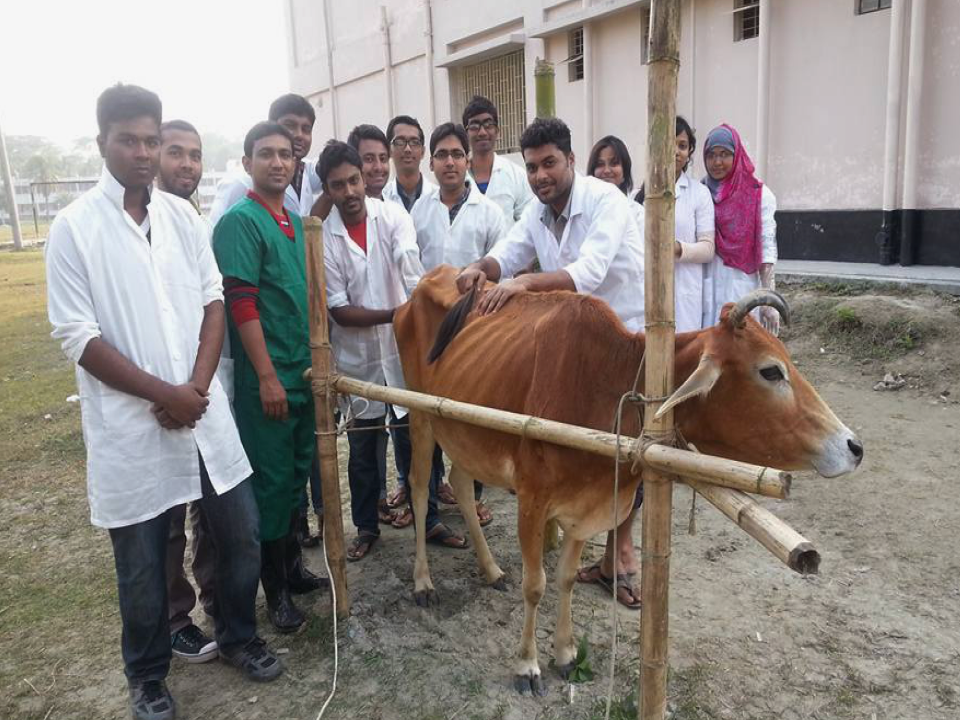 Practical training with cattle