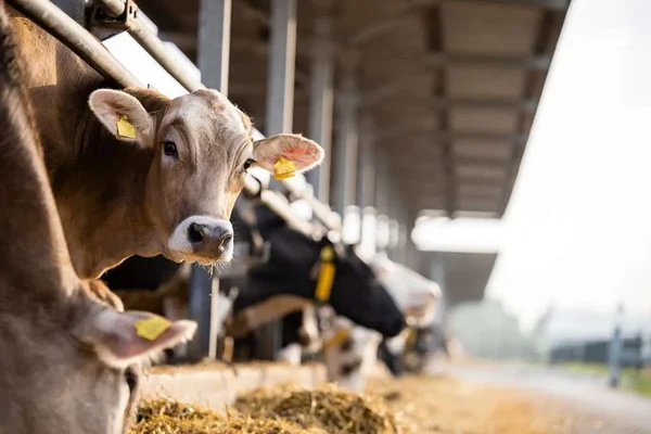 Care for cattle