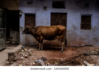 Farm before development