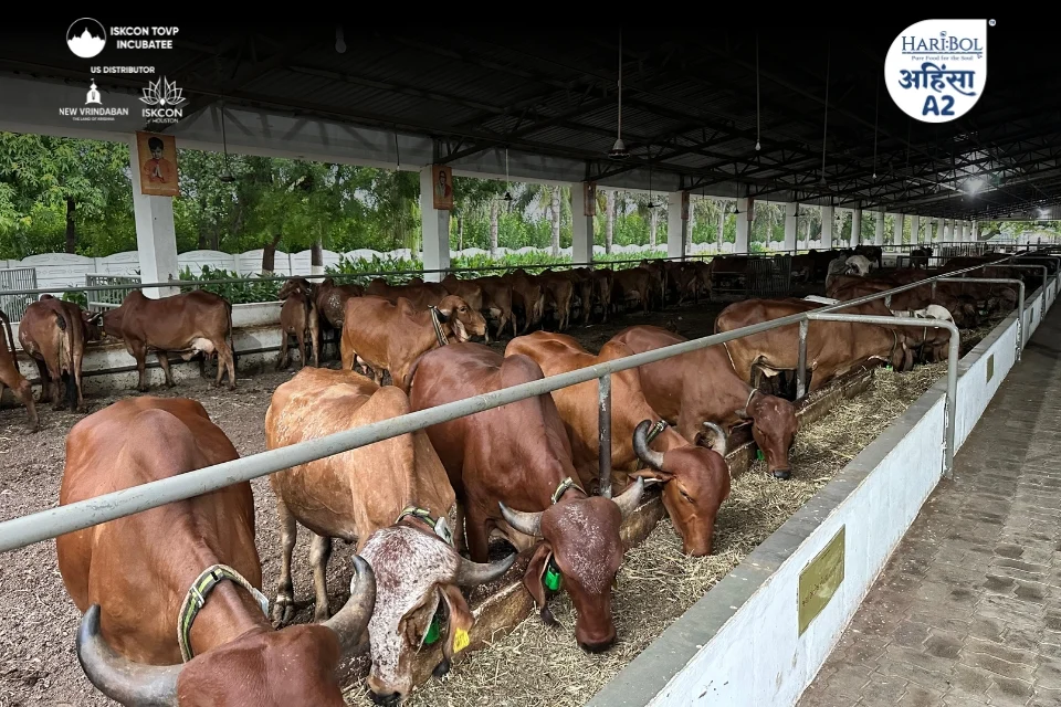 Jay Mataji Dairy Farm