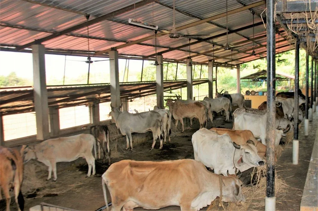 Farm after development