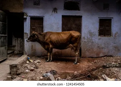 Farm before development