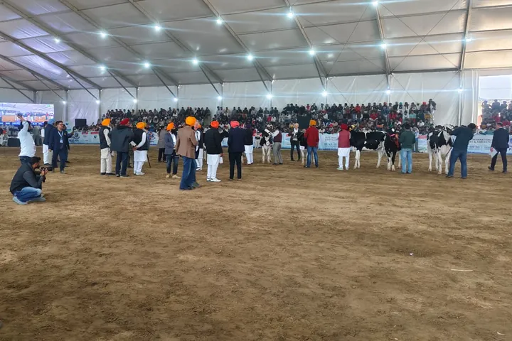 Cattle show ring at the PDFA dairy expo in Punjab