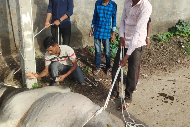 Ekta trainees handling a cow during a field practical