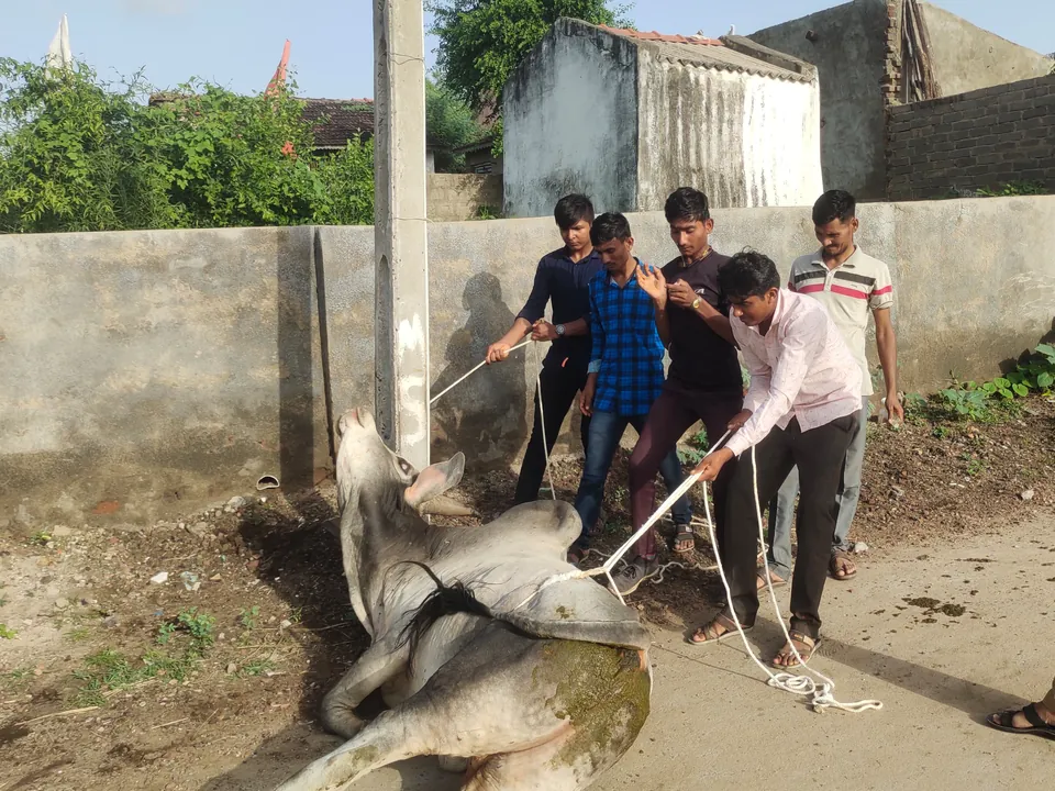 Ekta trainees during a field practical with a cow