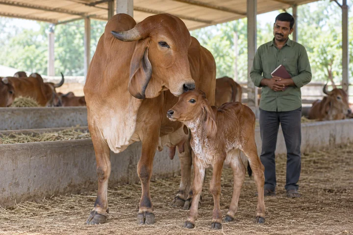 AI-generated scene of a healthy Gir cow and calf with a livestock advisor