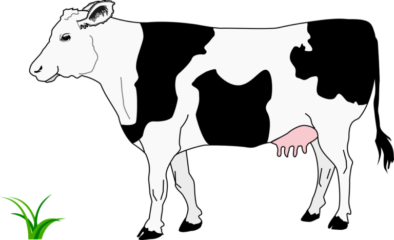 black, blanche, cow-1295524.jpg