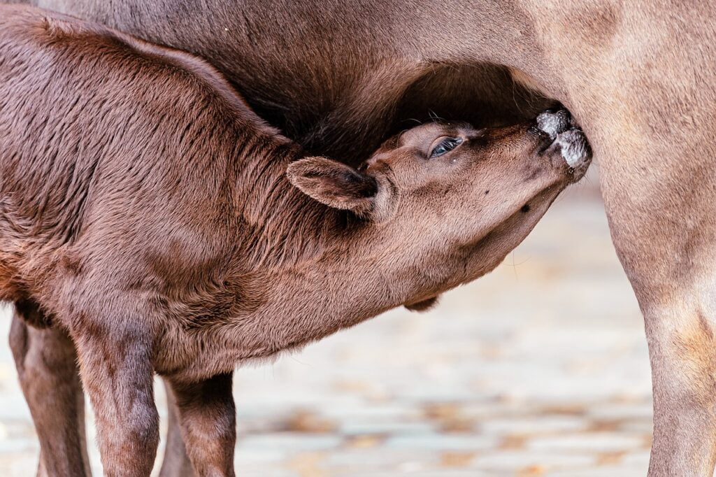 calf, nursing, cows-7378103.jpg