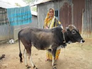 ekta development